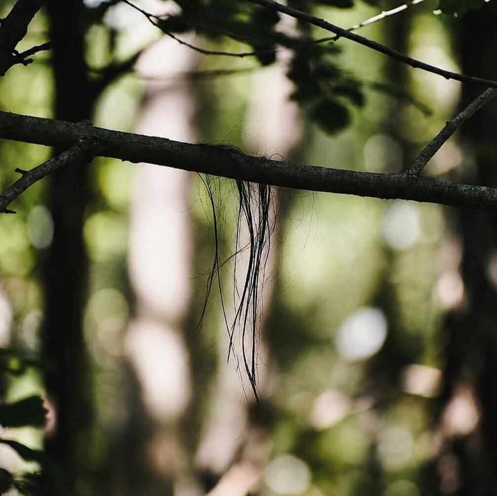 Spectral Collective Clue Old ghosts. New voices. Join the Collective.